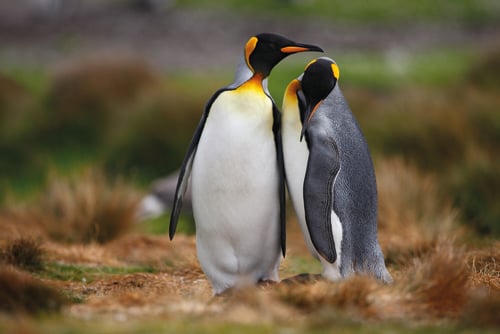 It's a Match: Application Portfolio Management and IT Operations